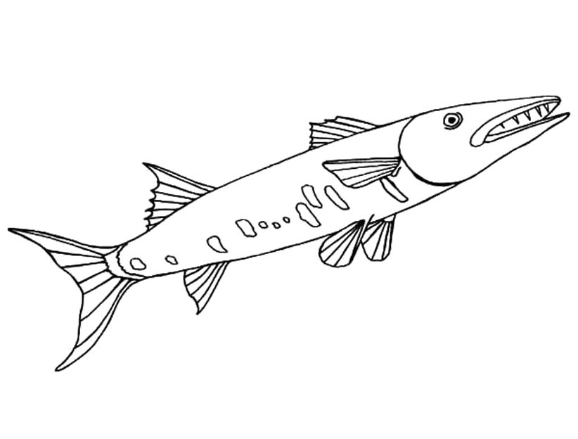 Название: Раскраска Щука. Категория: Морские животные. Теги: Рыбы.