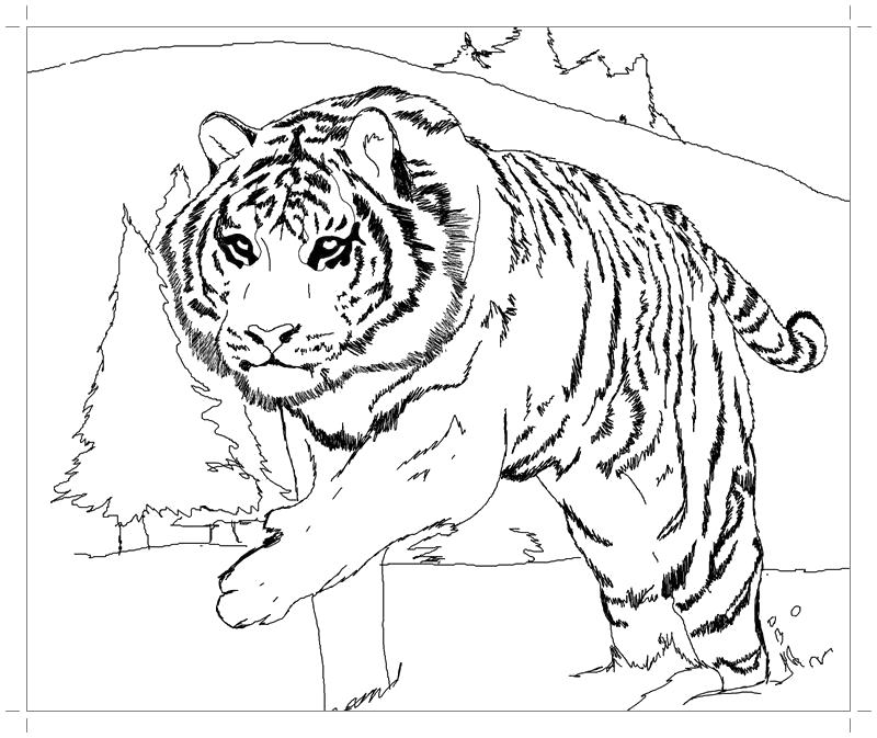Раскраска Тигрица. Скачать Тигр.  Распечатать Дикие животные