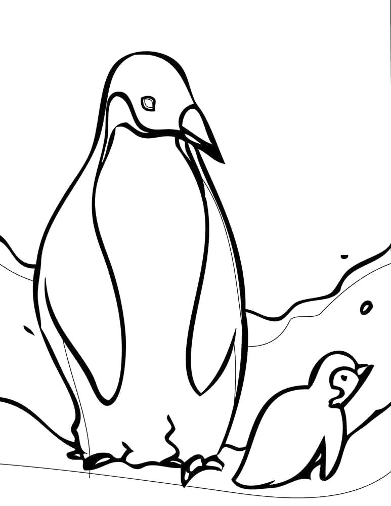 Раскраска Пингвины. Скачать животных.  Распечатать животных