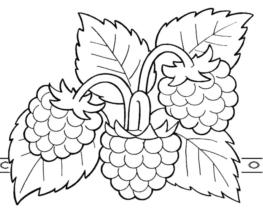 Название: Раскраска Красивая малина - раскраска №4044. Категория: ягоды. Теги: малина.