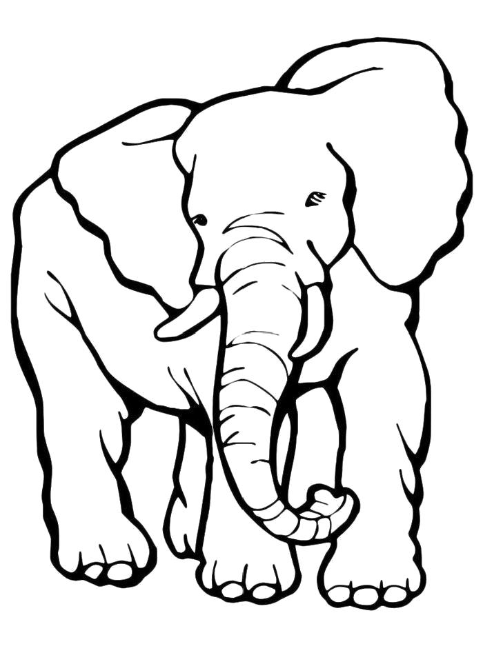 Раскраска  Слон с длинным хоботом. 
