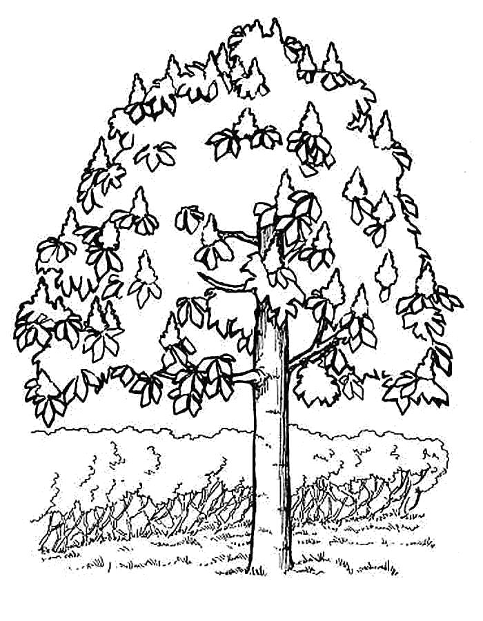 Раскраска Детские  для девочек и мальчиков. дерево возле кустарников . Скачать дерево.  Распечатать Контуры дервеьев