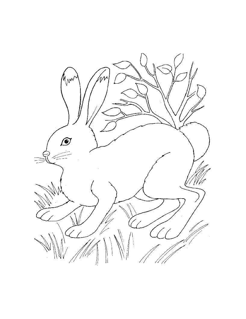 Раскраска  для самых маленьких - Дикие животные. Заяц в лесу. Скачать Заяц.  Распечатать Дикие животные