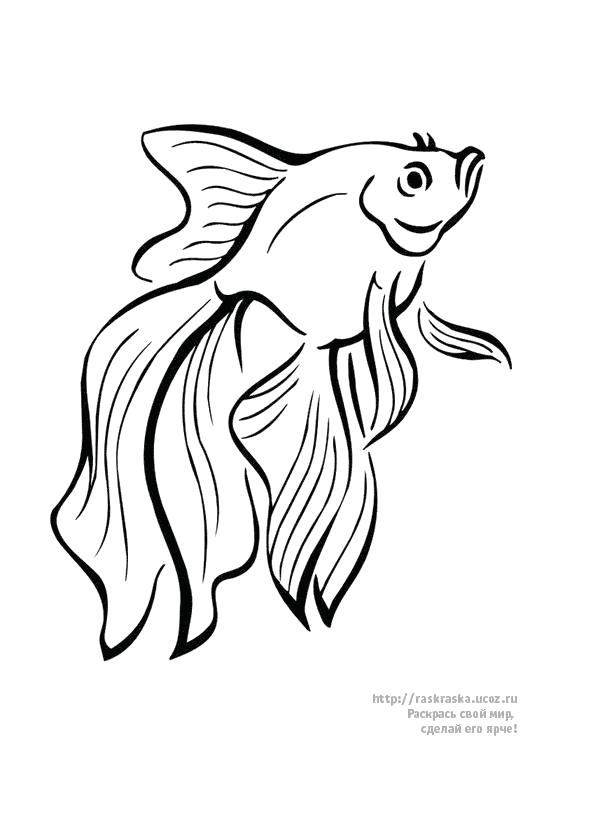 Раскраска Красивая золотая рыбка, . Скачать золотая рыбка.  Распечатать золотая рыбка