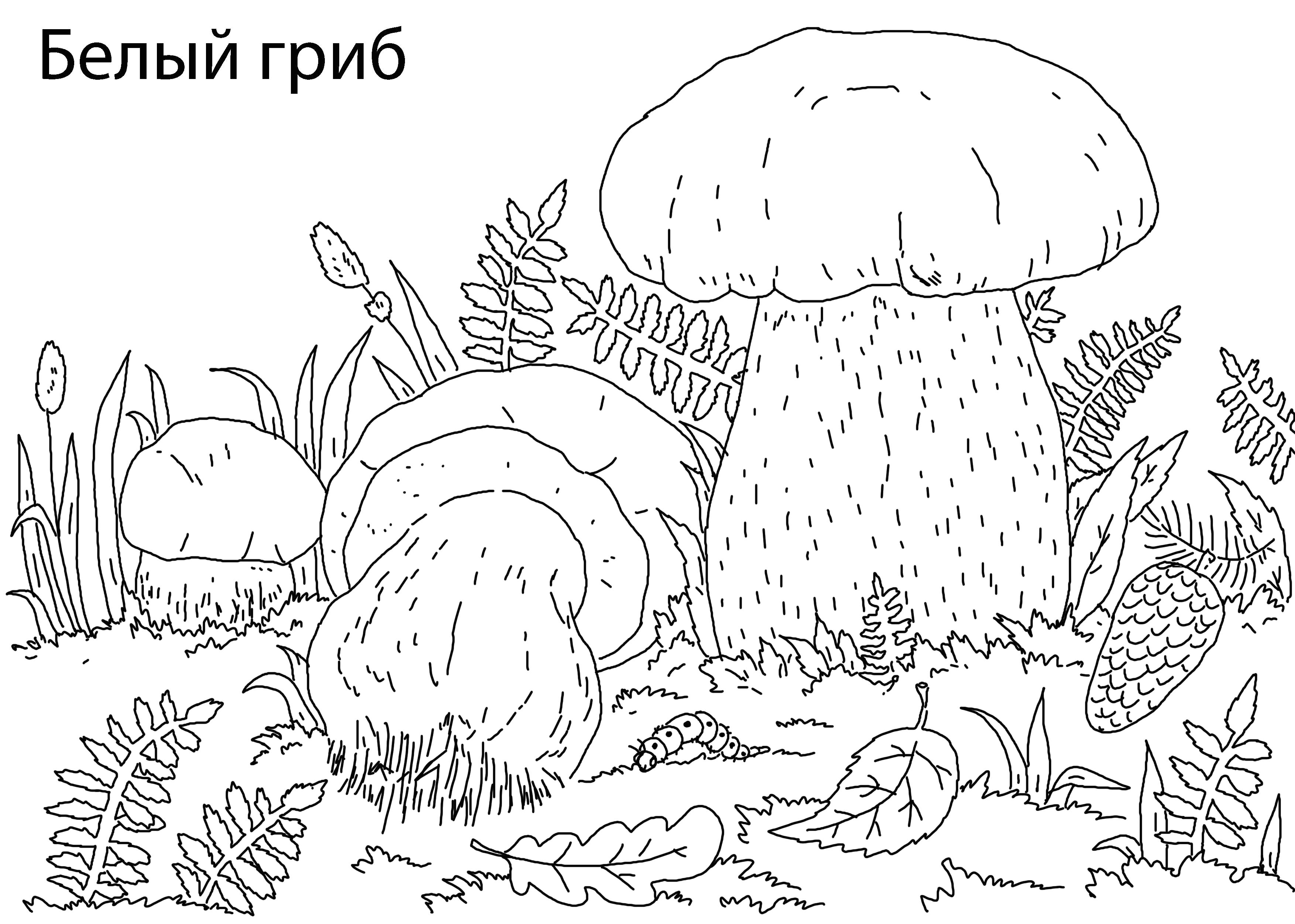 Раскраска 5белый гриб. растения