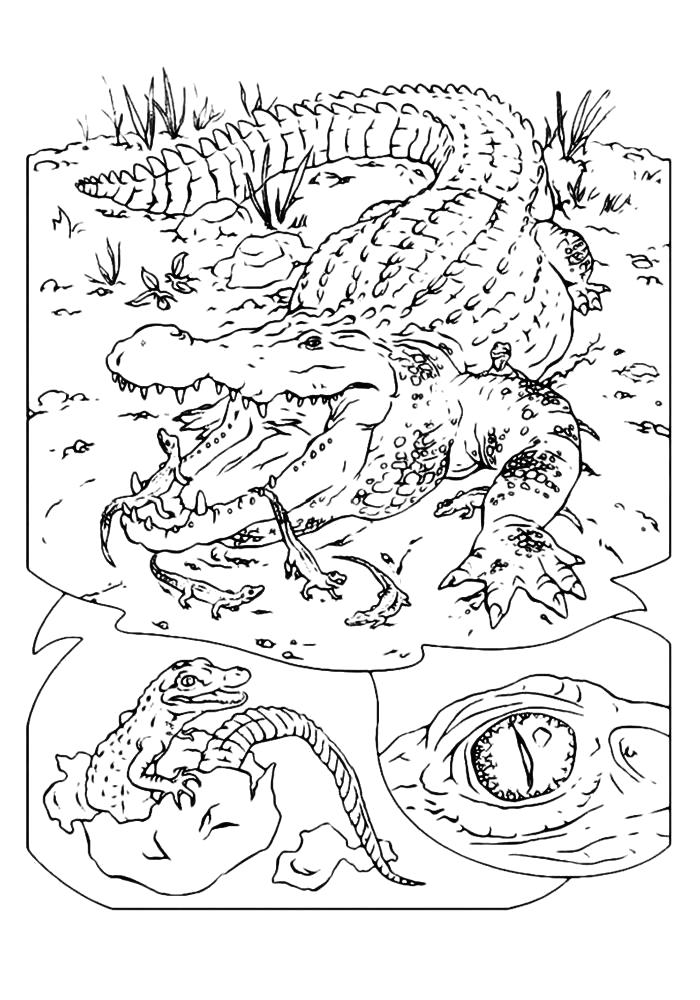 Название: Раскраска Раскраска крокодил распечатать. Категория: Дикие животные. Теги: крокодил.
