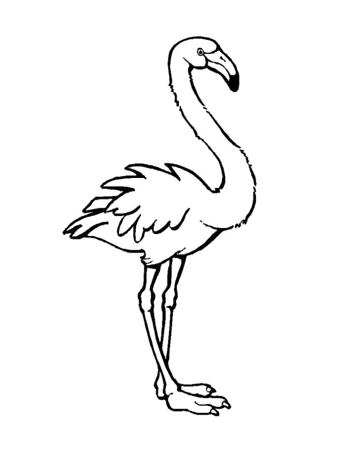 Раскраска Раскраска фламинго. Фламинго