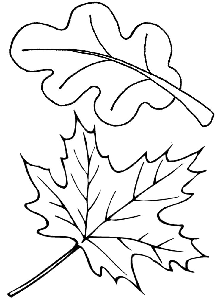 Раскраска Раскраска листья деревьев. растения
