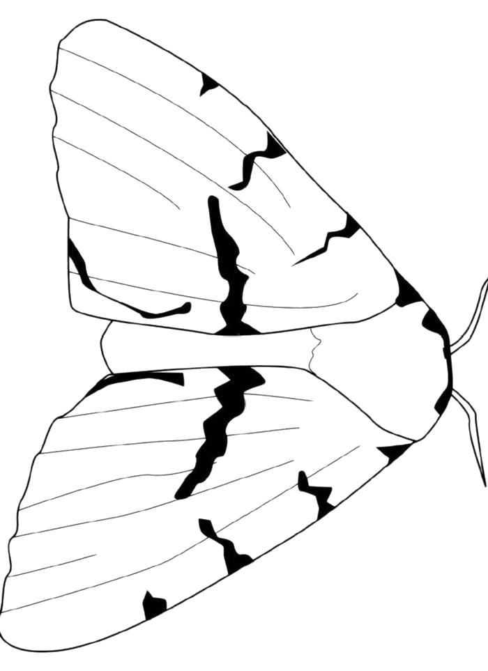 Раскраска Раскраска Ночная бабочка. бабочка