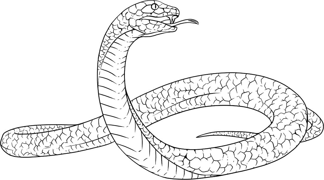 Название: Раскраска большая длинная змея. Категория: Дикие животные. Теги: Змея.