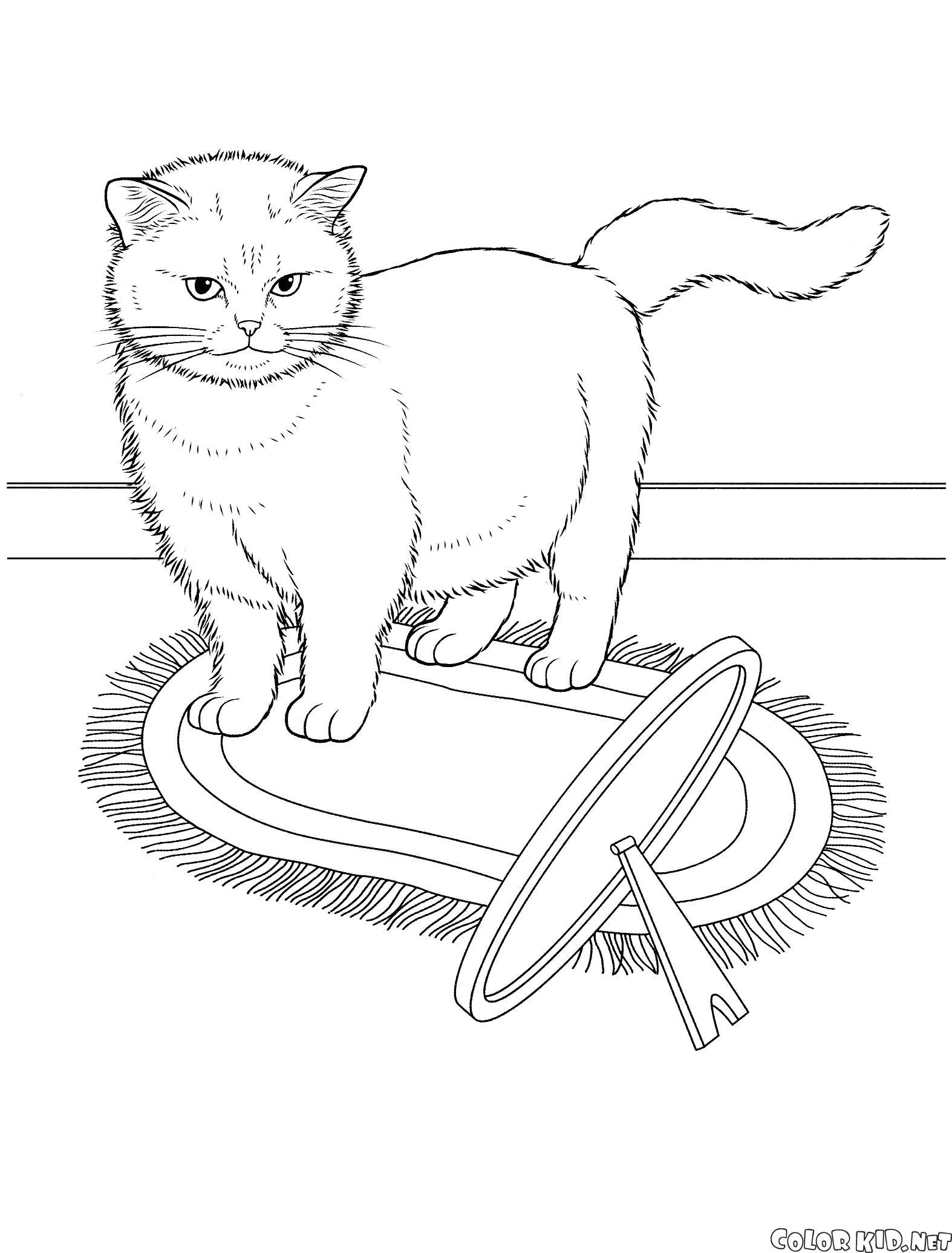 Название: Раскраска Экзотическая кошка. Категория: кошка. Теги: кошка.