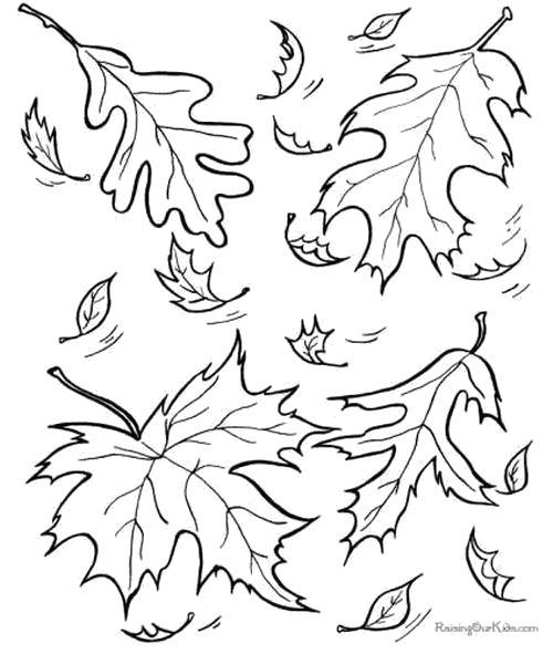 Раскраска Раскраска Много листьев. листья