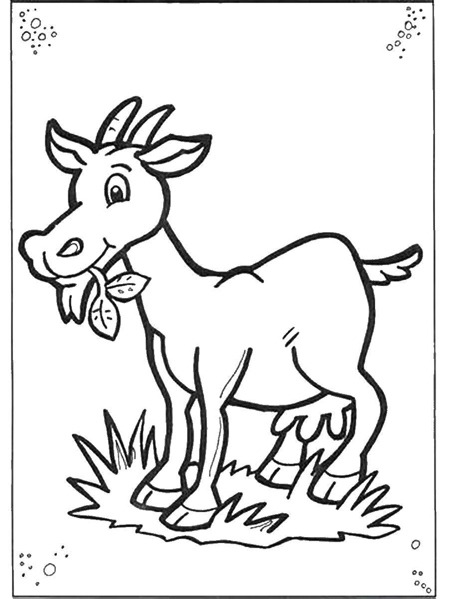 Название: Раскраска Козочка жуёт траву. Категория: Домашние животные. Теги: Коза.