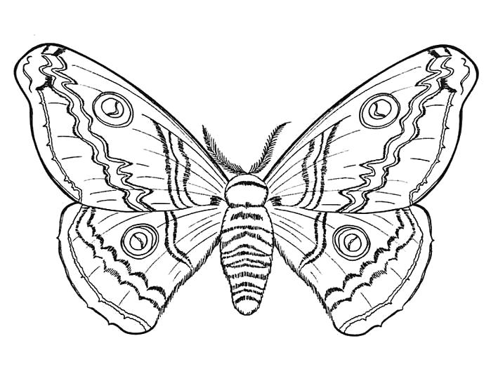 Раскраска большая бабочка. Скачать Бабочки.  Распечатать Насекомые