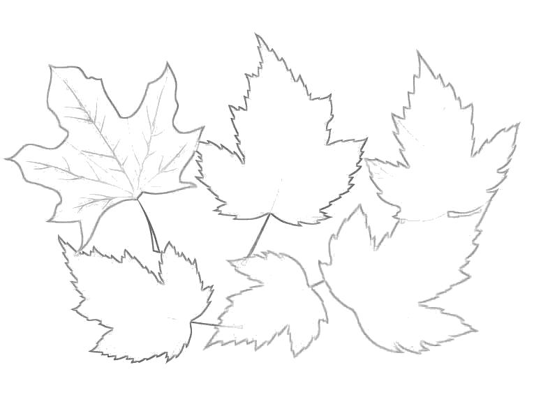 Название: Раскраска осенние листья. Категория: лист. Теги: лист.