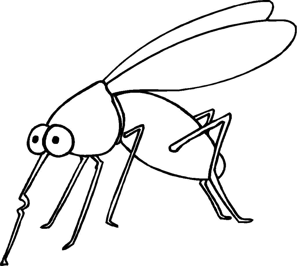 Раскраска  комар с острым носиком. Скачать Комар.  Распечатать Насекомые
