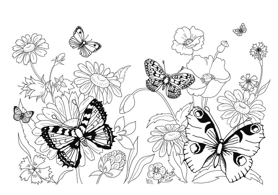 Раскраска бабочки на цветах. Скачать Бабочки.  Распечатать Насекомые