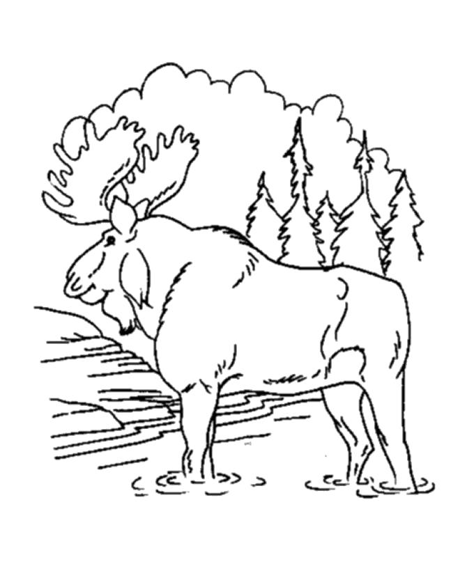 Раскраска Раскраска лось в лесу. Дикие животные