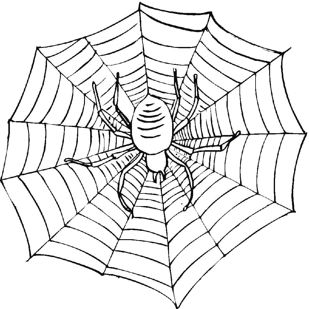 Раскраска паук в паутине. Паук