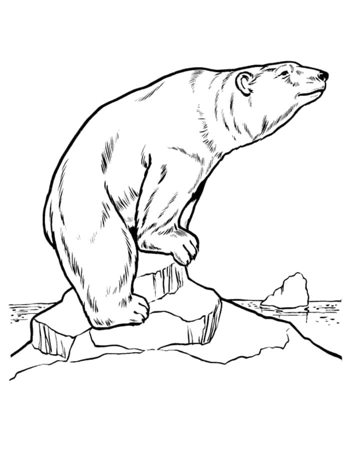 Название: Раскраска Раскраска белый медведь. Категория: Дикие животные. Теги: медведь.