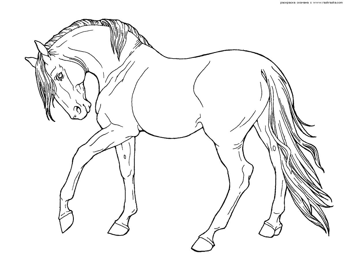 Название: Раскраска Раскраска Конь. Раскраска лошадка бьет копытом. Категория: Лошадка. Теги: Лошадка.
