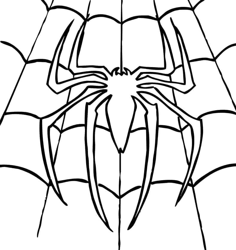 Раскраска паук в паутине. Насекомые