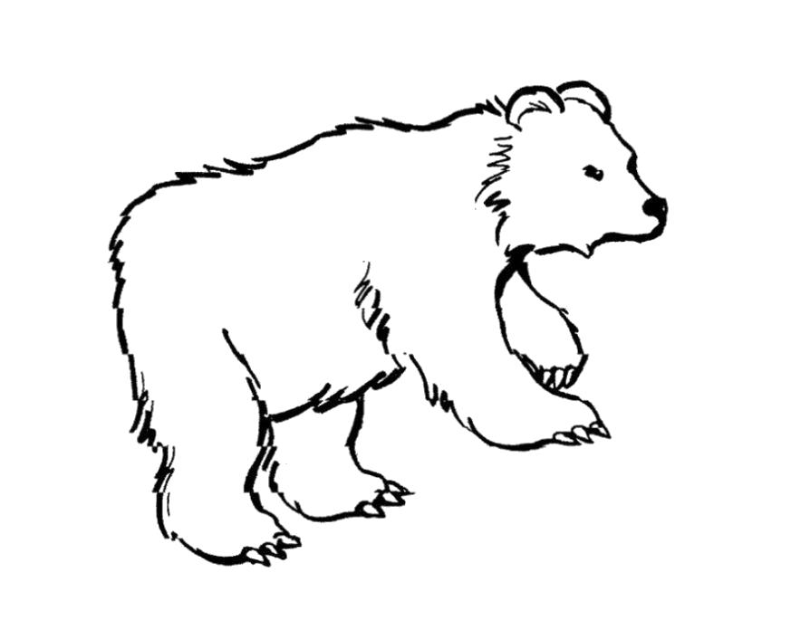 Раскраска Раскраска Медведь. медведь