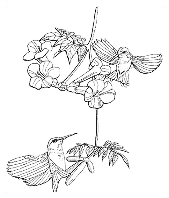 Название: Раскраска Раскраска колибри распечатать. Категория: колибри. Теги: колибри.