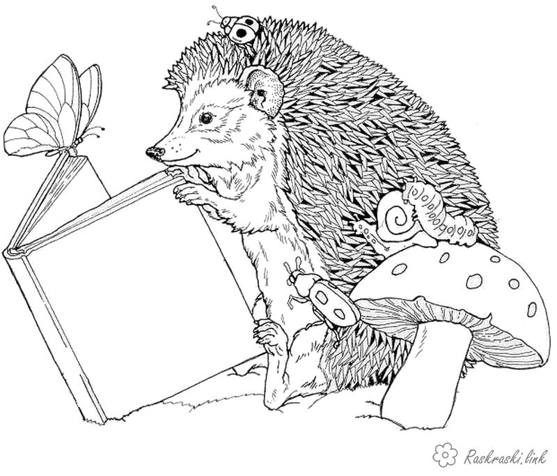 Раскраска Раскраски ежик еж читает книгу на природе, лесные животные, грибы. Дикие животные