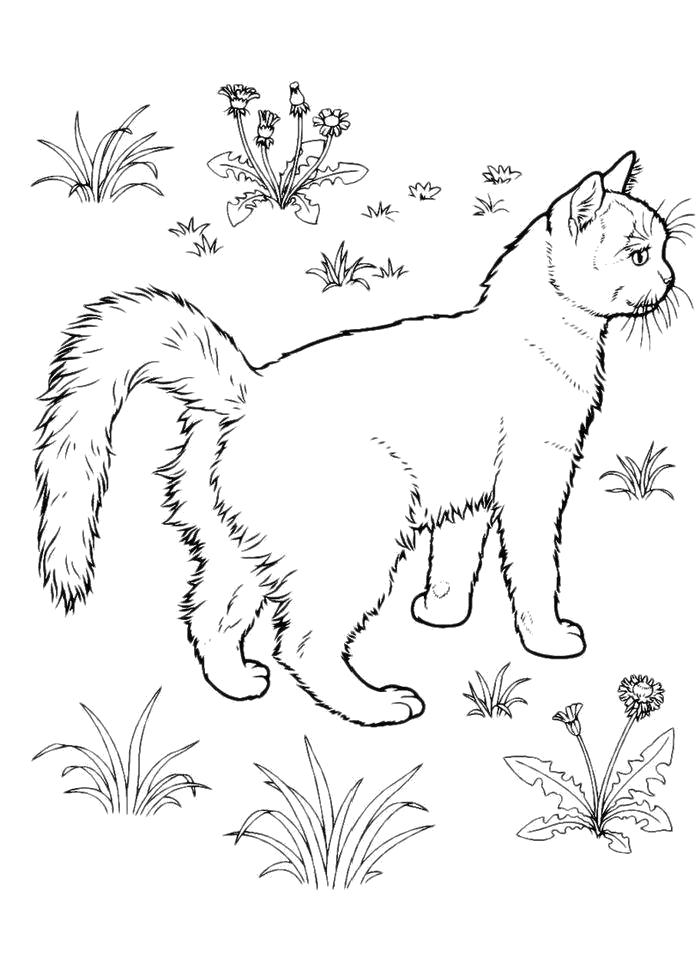 Раскраска Раскраска Удивленная кошка. кошка