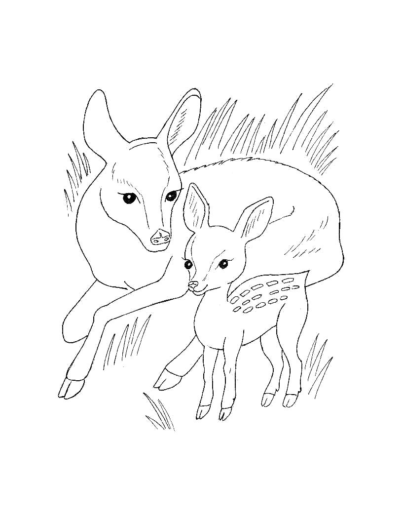 Раскраска Раскраска для самых маленьких - Дикие животные. Олененок. Дикие животные