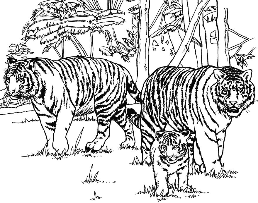 Раскраска семья тигров вышла на охоту. Скачать Тигр.  Распечатать Дикие животные