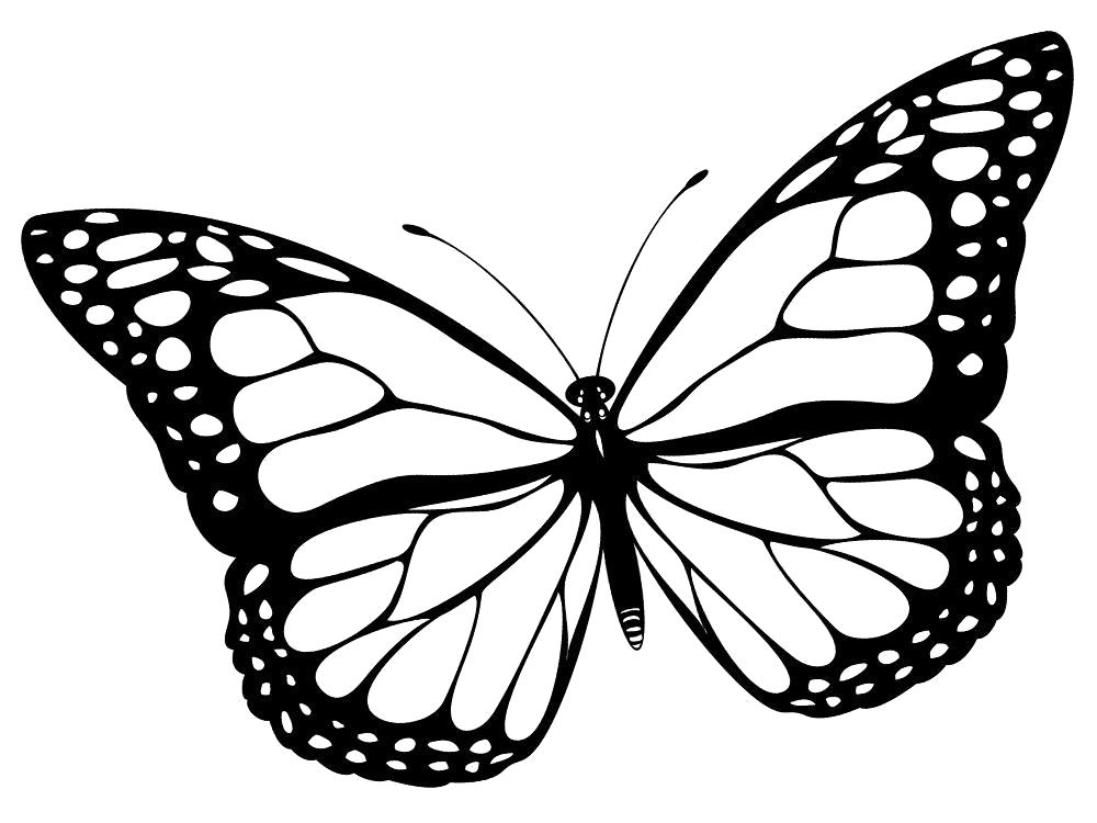 Название: Раскраска Картинки бабочки для детей. Категория: Насекомые. Теги: Бабочки.