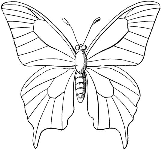 Название: Раскраска бабочка с клыльями. Категория: Бабочки. Теги: Бабочки.