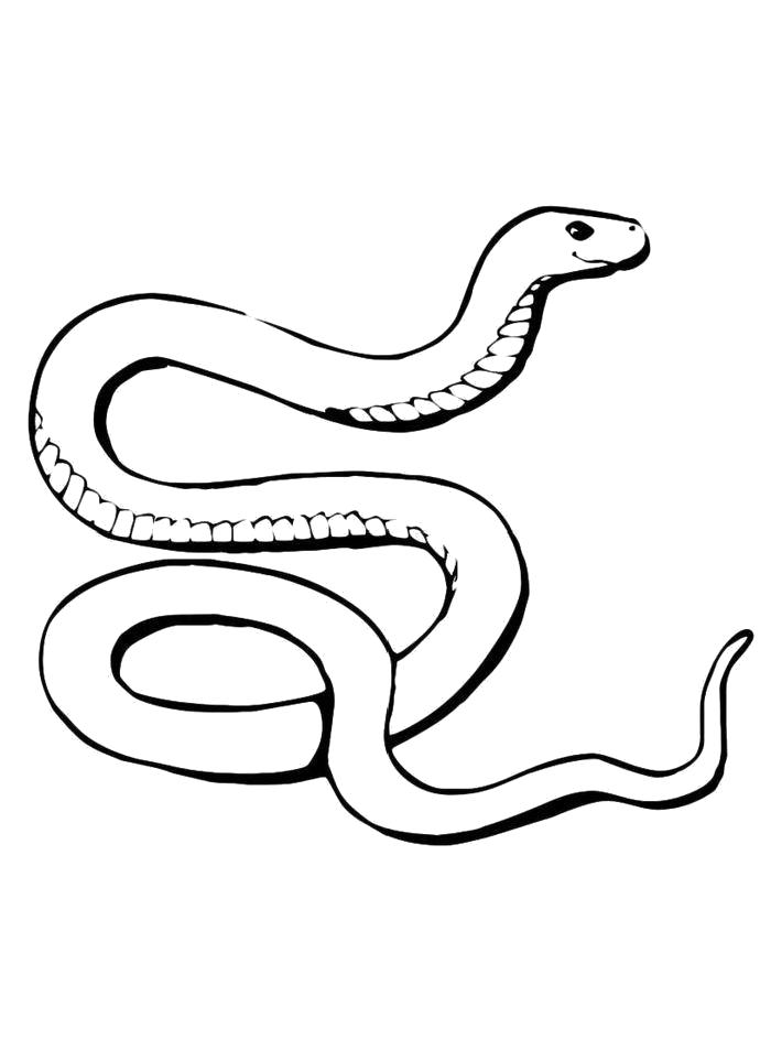 Раскраска Длинная змейка. Скачать змеи.  Распечатать змеи