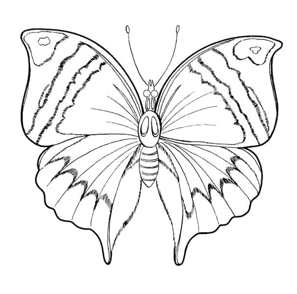 Раскраска бабочка с узорами. Бабочки