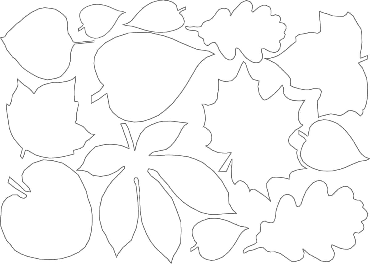 Название: Раскраска контуры листьев для вырезнаия. Категория: лист. Теги: лист.