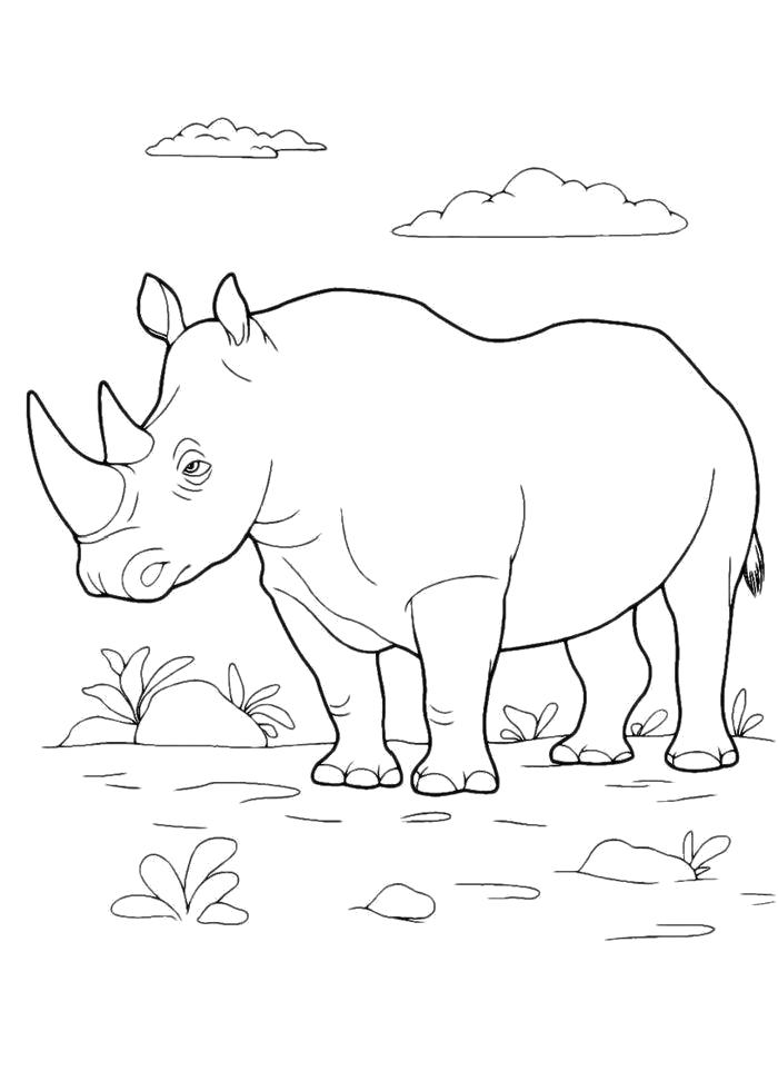 Раскраска  Носорог на поляне. Скачать Носорог.  Распечатать Носорог