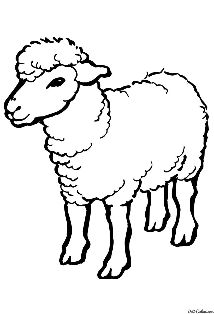 Раскраска  Овца. Скачать Баран, Овца.  Распечатать Домашние животные