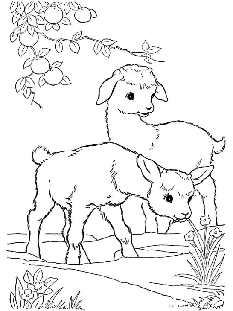 Раскраска Овечки. Скачать Овца.  Распечатать Домашние животные