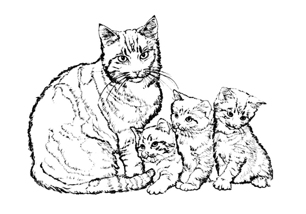 Название: Раскраска Раскраски про кошек и котят. Категория: Домашние животные. Теги: кошка, Котенок.