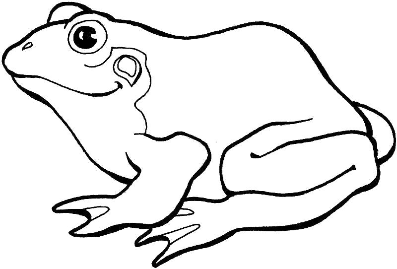 Название: Раскраска Раскраски "лягушка" скачать и распечатать бесплатно. Категория: лягушка. Теги: лягушка.