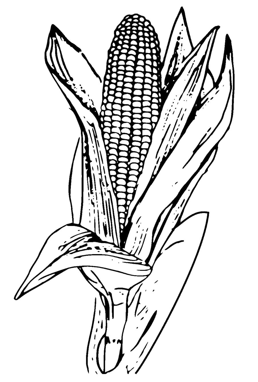 Раскраска Кукуруза большая . Скачать кукуруза.  Распечатать овощи