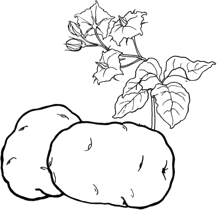 Раскраски Овощи: картофель.