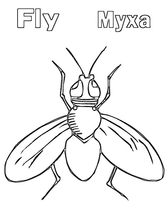 Название: Раскраска муха на английском. Категория: муха. Теги: муха.