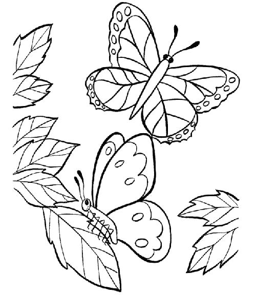 Раскраска Раскраски бабочки. Насекомые