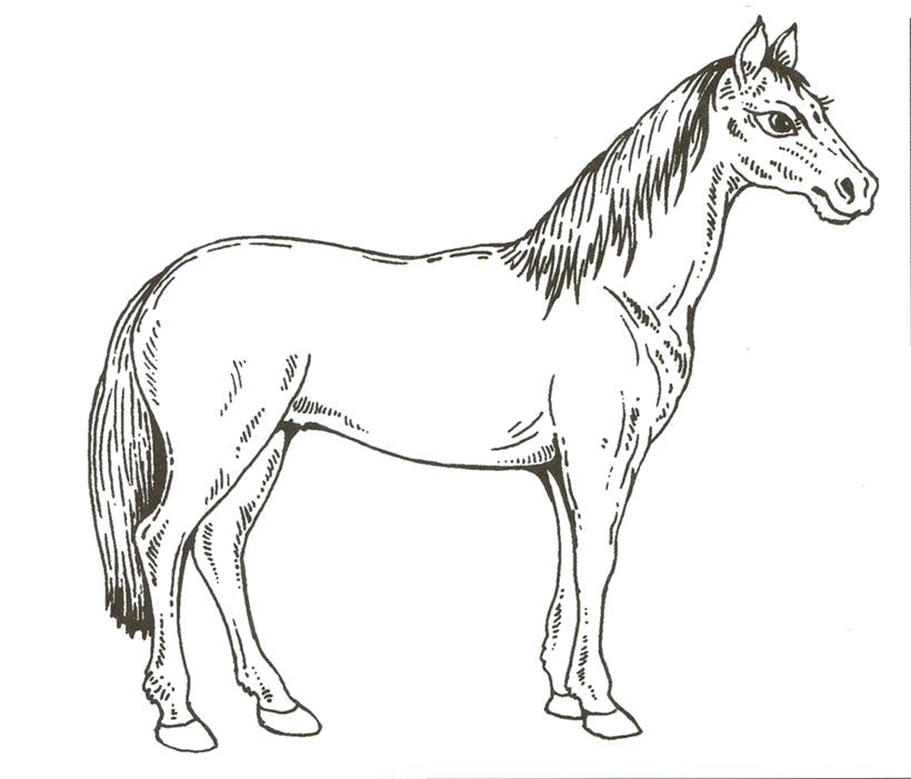 Раскраска Лошадь . Домашние животные