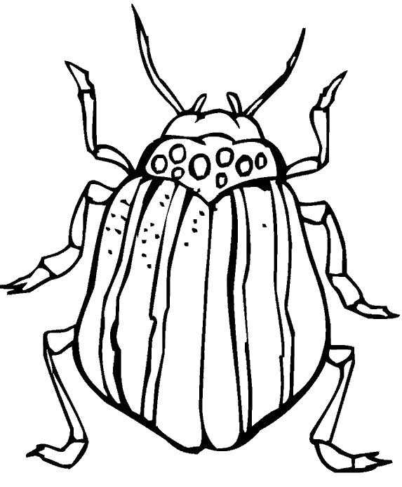 Название: Раскраска полосатый жук. Категория: Насекомые. Теги: Жук.