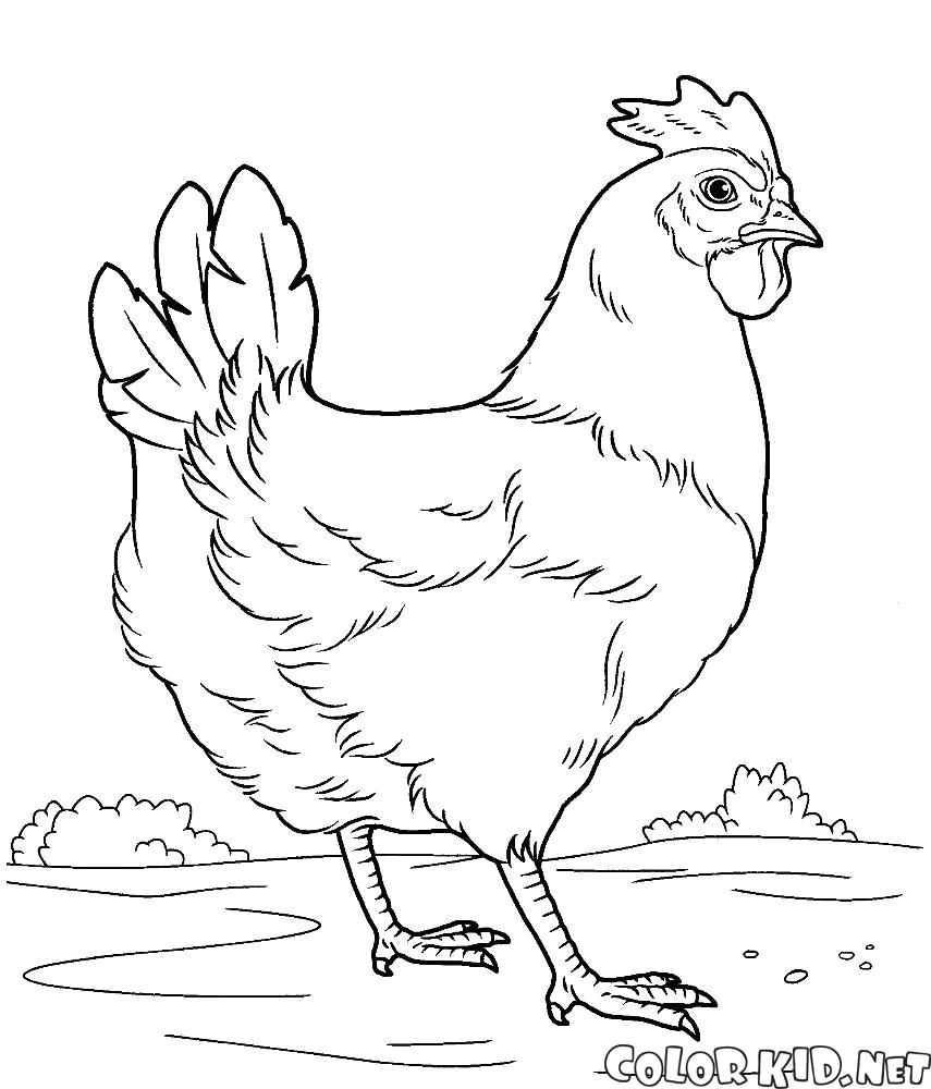 Название: Раскраска Курица на лугу. Категория: Домашние животные. Теги: Курица.