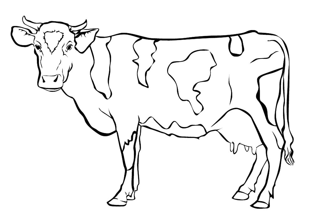 Раскраска Корова картинки для детей . Скачать Корова.  Распечатать Домашние животные